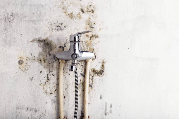 Best Mold Removal and Inspection  in Abingdon, MD