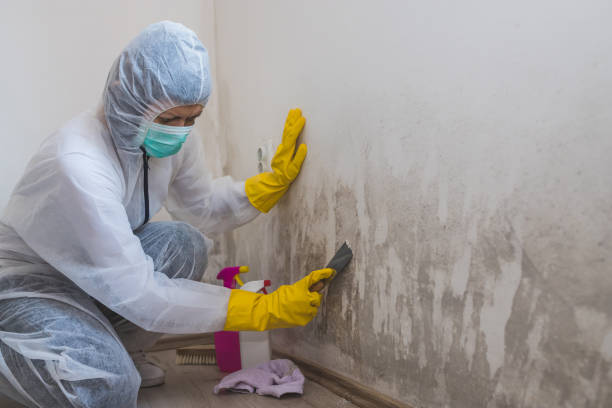 Best Residential Mold Removal  in Abingdon, MD
