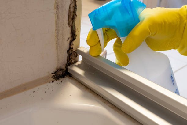 Best Mold Removal Process  in Abingdon, MD
