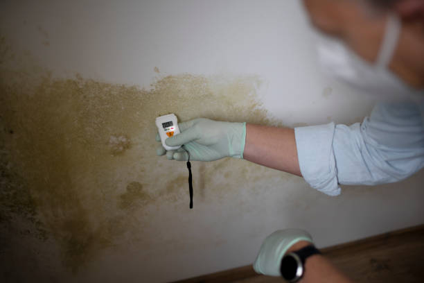Best Black Mold Removal  in Abingdon, MD