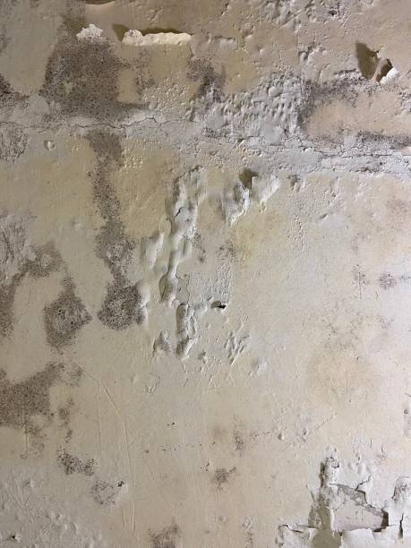 Mold Removal and Inspection in Abingdon, MD