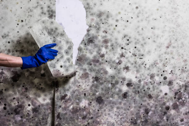 Trusted Abingdon, MD Mold Removal Experts
